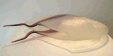 Image of Work by Artist Frank van den Ham
