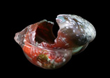 Image of Work by Artist Marty Kaufman